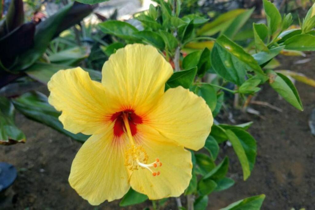 Pahoa Paradise Palms Экстерьер фото