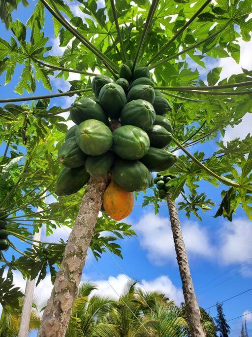 Pahoa Paradise Palms Экстерьер фото